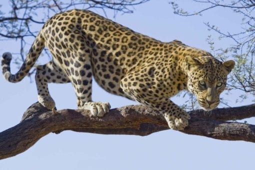 Fototapet med motivet: Leopard Träd