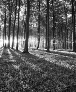 Fototapet med motivet: Skog Träd Ljusstråle ljus Natur