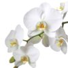 Fototapet med motivet: Blommor Orkidéer Natur Vit