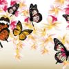 Fototapet med motivet: Fjärilar Blommor