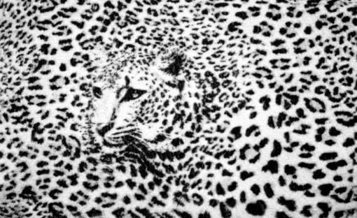 Fototapet med motivet: Leopard