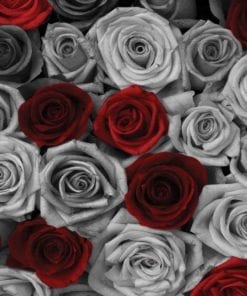 Fototapet med motivet: Röd Grå Rosor blommor Vintage