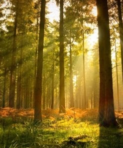 Fototapet med motivet: Skog Träd Ljusstråle ljus Natur
