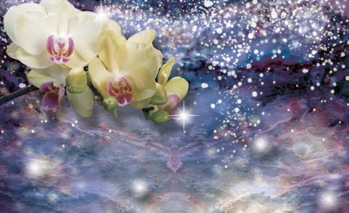 Fototapet med motivet: Sparkle blommor Orkidéer