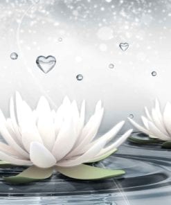 Fototapet med motivet: Vit Lotus droppar Hjärtas Vatten