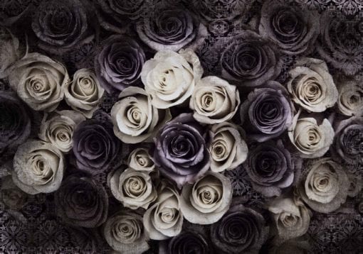 Fototapet med motivet: Vit grå rosor blommor