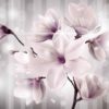 Fototapet med motivet: blommor Magnolia