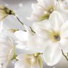 Fototapet med motivet: vita blommor